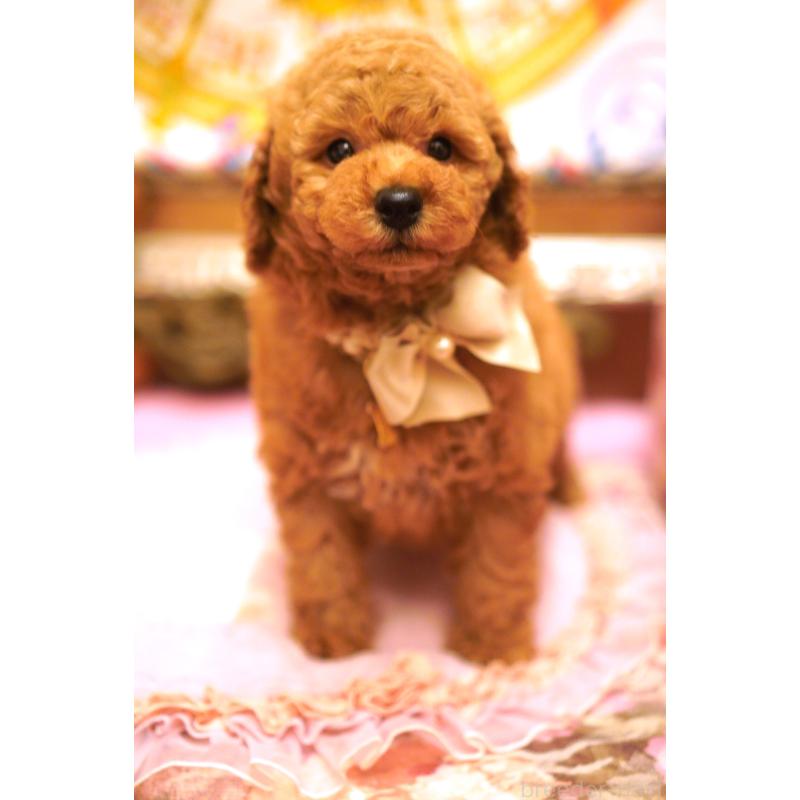 販売中の大阪府のトイプードル-432770の5枚目