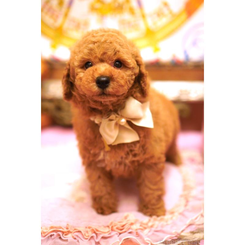 販売中の大阪府のトイプードル-432770の4枚目