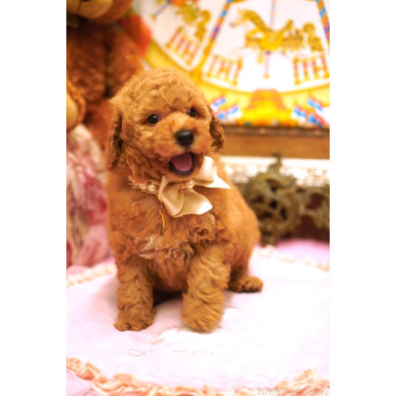 販売中の大阪府のトイプードル-432770の3枚目