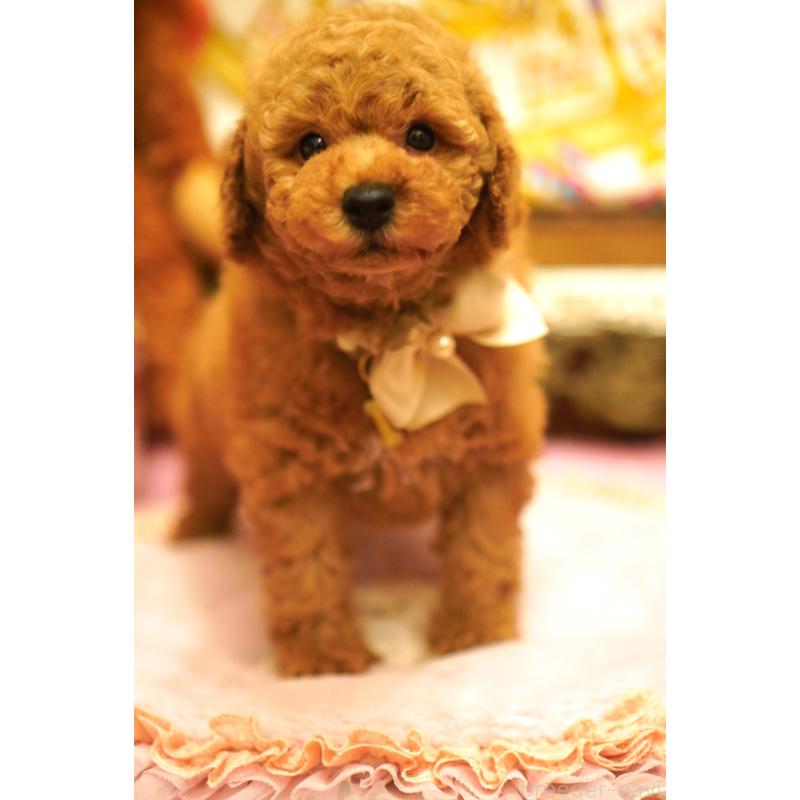 販売中の大阪府のトイプードル-432770の2枚目