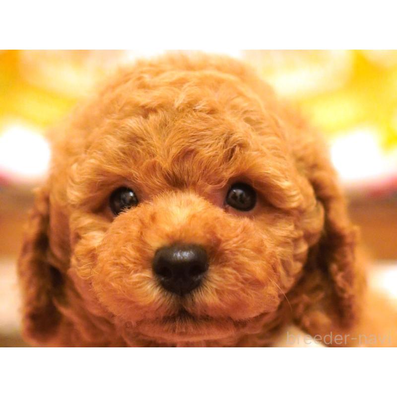 販売中の大阪府のトイプードル-432770