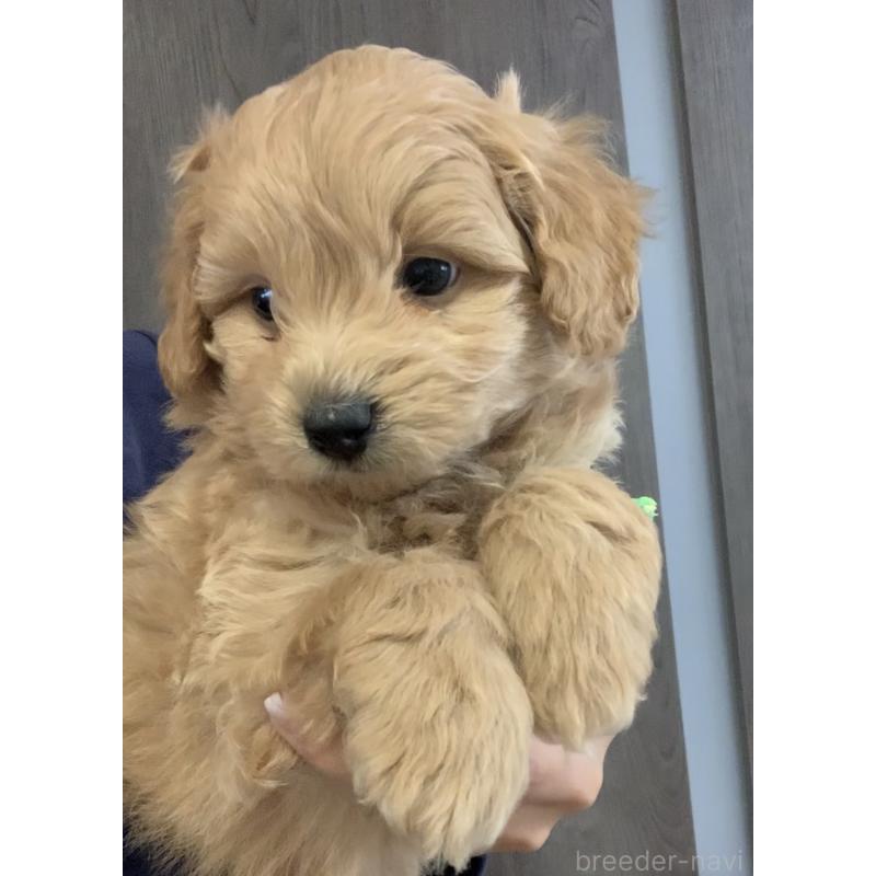 販売中の滋賀県のポメプー:ポメラニアン×トイプードル-431665