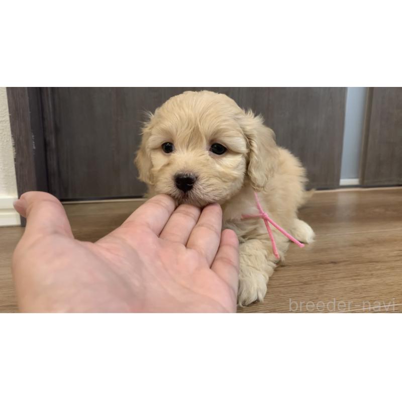 販売中の滋賀県のポメプー:ポメラニアン×トイプードル-432773の3枚目