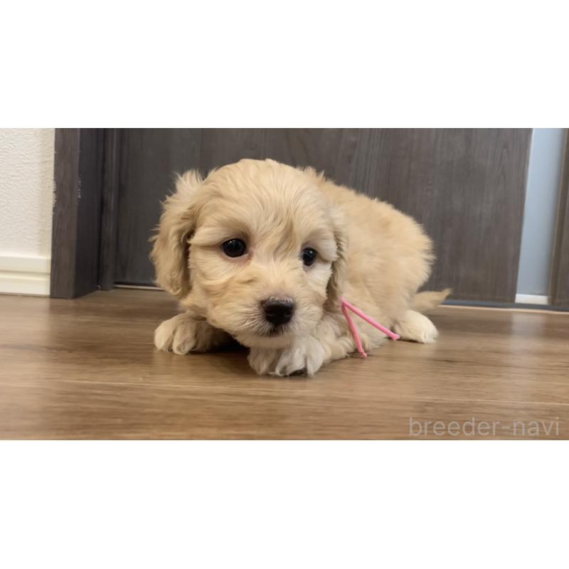 販売中の滋賀県のポメプー:ポメラニアン×トイプードル-432773の4枚目