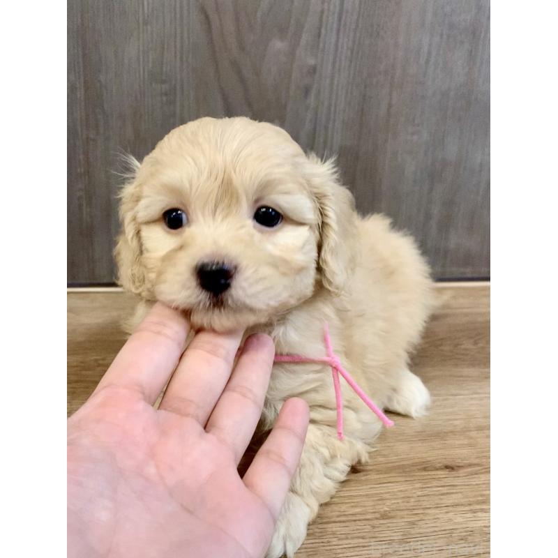 販売中の滋賀県のポメプー:ポメラニアン×トイプードル-432773の2枚目