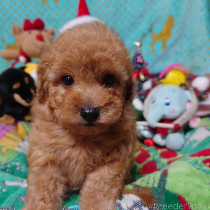 販売中の福岡県のトイプードル-429688