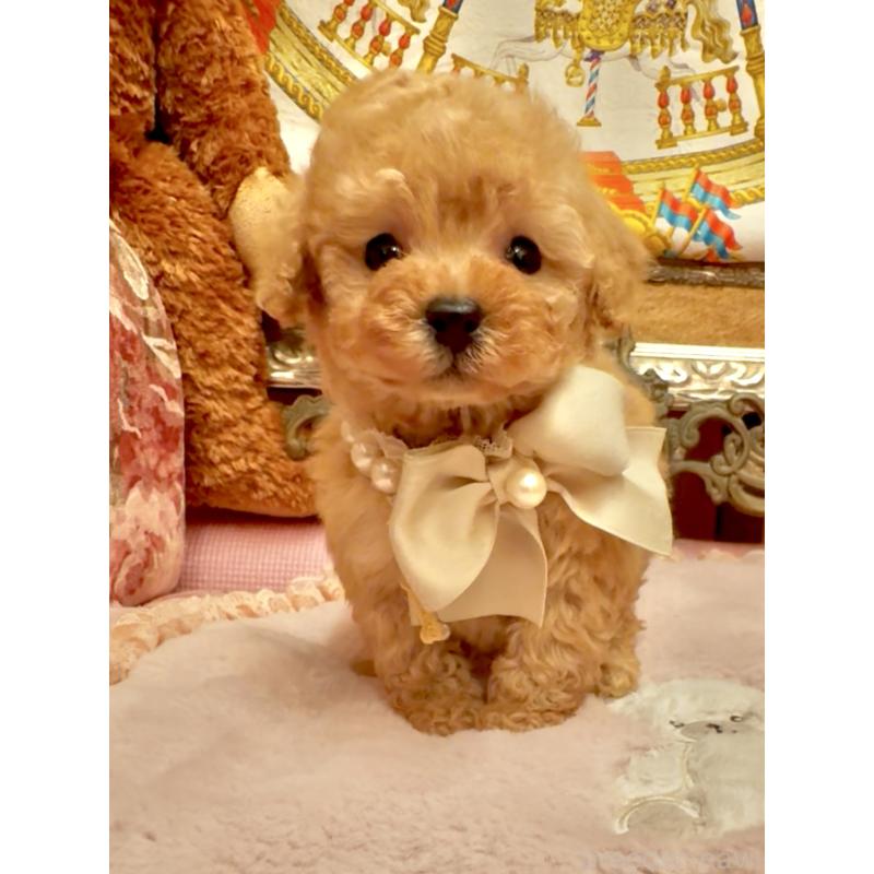 販売中の大阪府のティーカッププードル-432774の12枚目