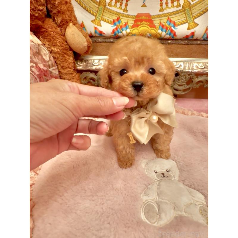 販売中の大阪府のティーカッププードル-432774の11枚目