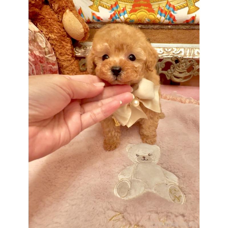 販売中の大阪府のティーカッププードル-432774の10枚目