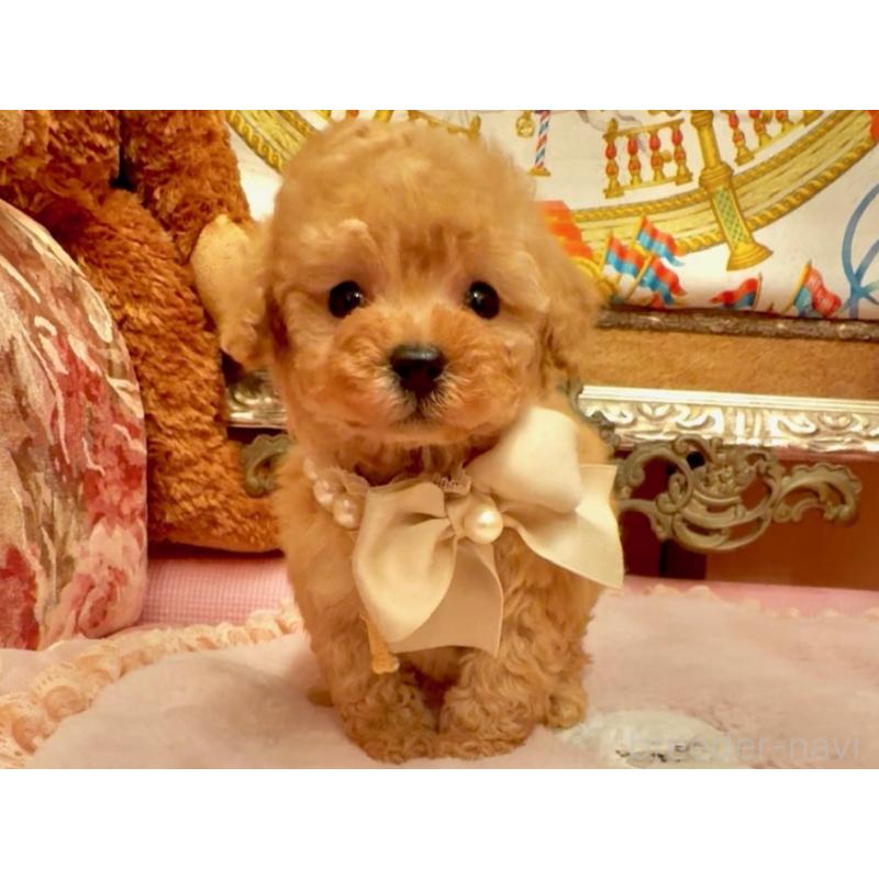 販売中の大阪府のティーカッププードル-432774の9枚目