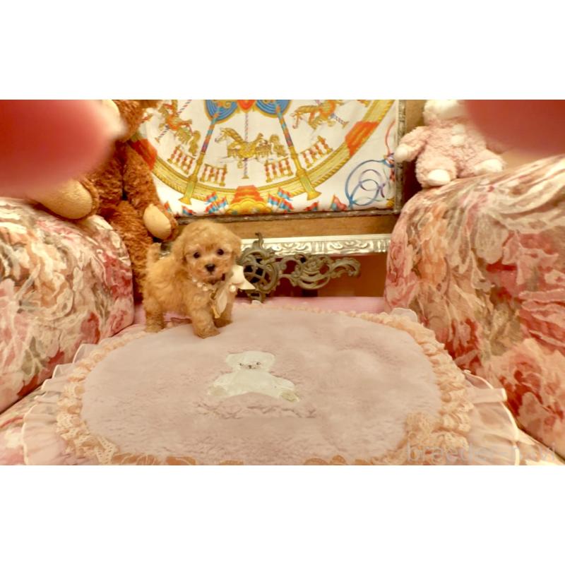 販売中の大阪府のティーカッププードル-432774の8枚目