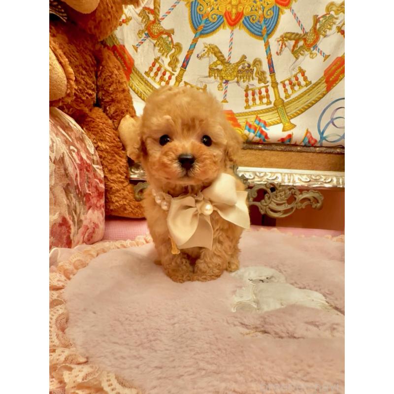 販売中の大阪府のティーカッププードル-432774の7枚目