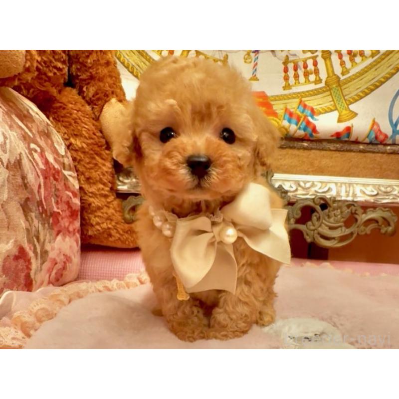 販売中の大阪府のティーカッププードル-432774の6枚目