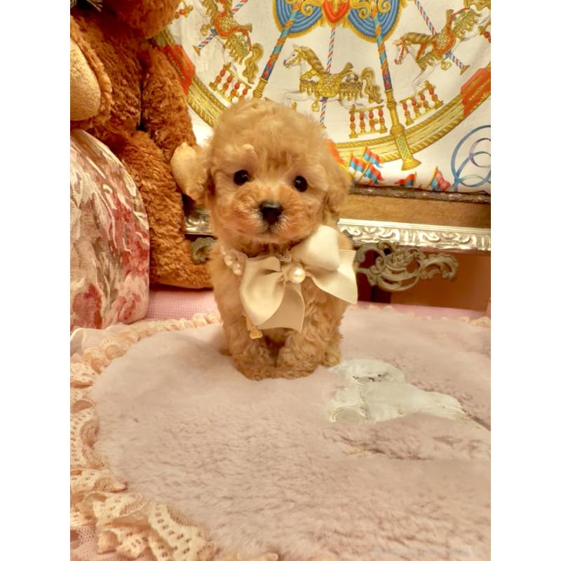 販売中の大阪府のティーカッププードル-432774の5枚目