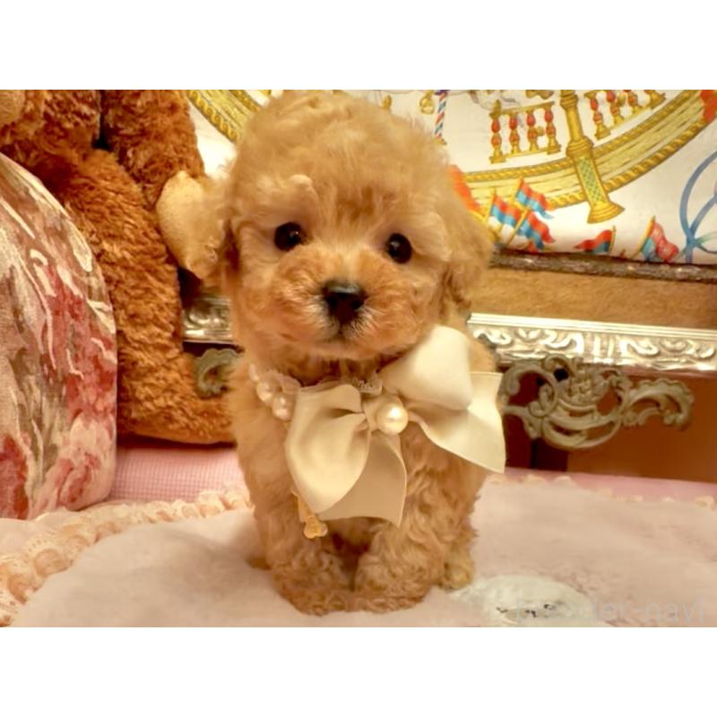 販売中の大阪府のティーカッププードル-432774の4枚目