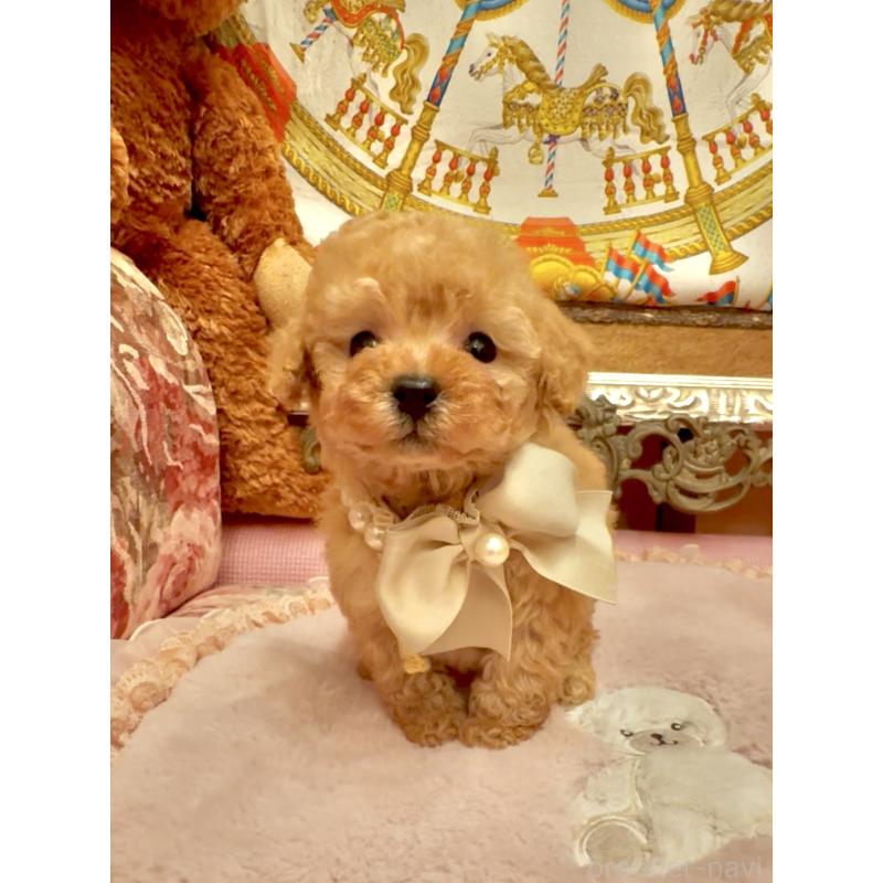 販売中の大阪府のティーカッププードル-432774の3枚目