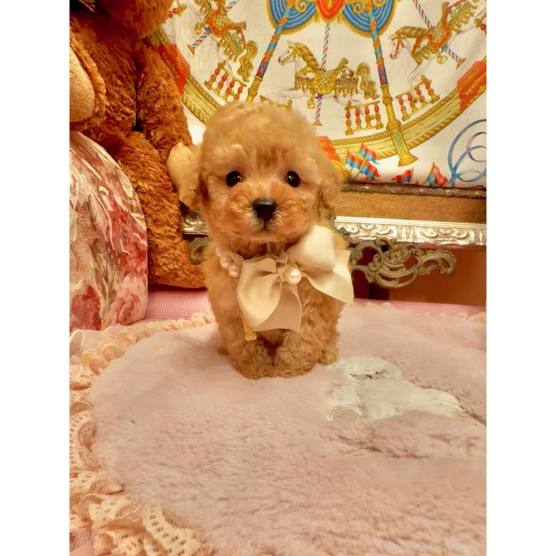 販売中の大阪府のティーカッププードル-432774の2枚目