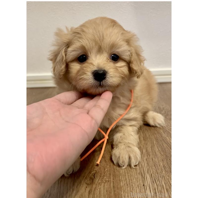 販売中の滋賀県のポメプー:ポメラニアン×トイプードル-431685の5枚目