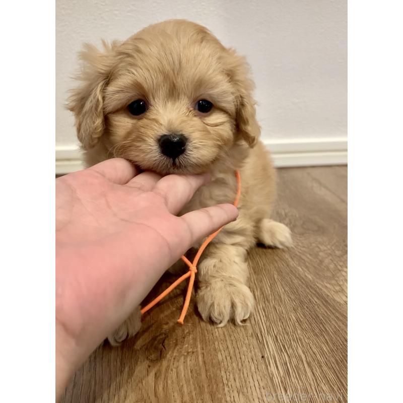 販売中の滋賀県のポメプー:ポメラニアン×トイプードル-431685の4枚目