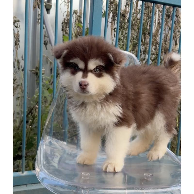 販売中の千葉県のアラスカンマラミュート-432772の4枚目