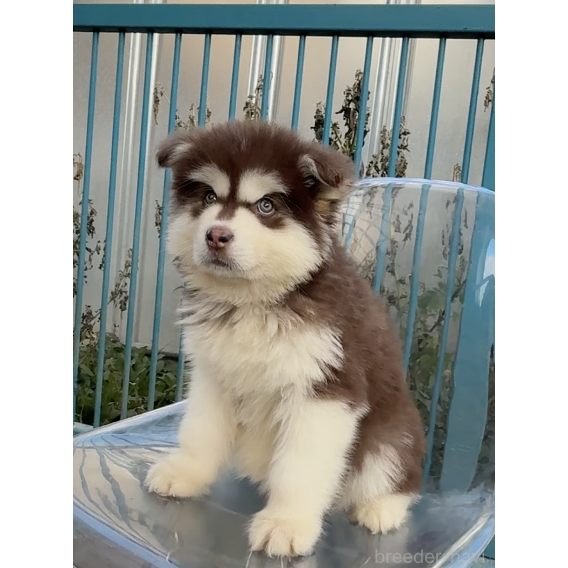 販売中の千葉県のアラスカンマラミュート-432772の2枚目