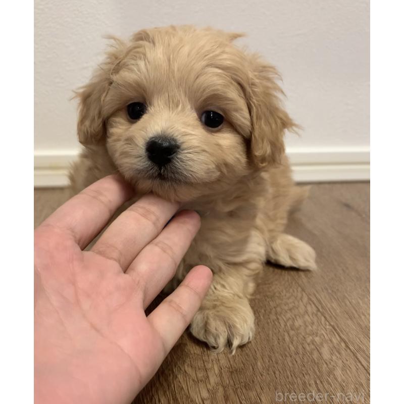 商談中の滋賀県のポメプー:ポメラニアン×トイプードル-431942の2枚目