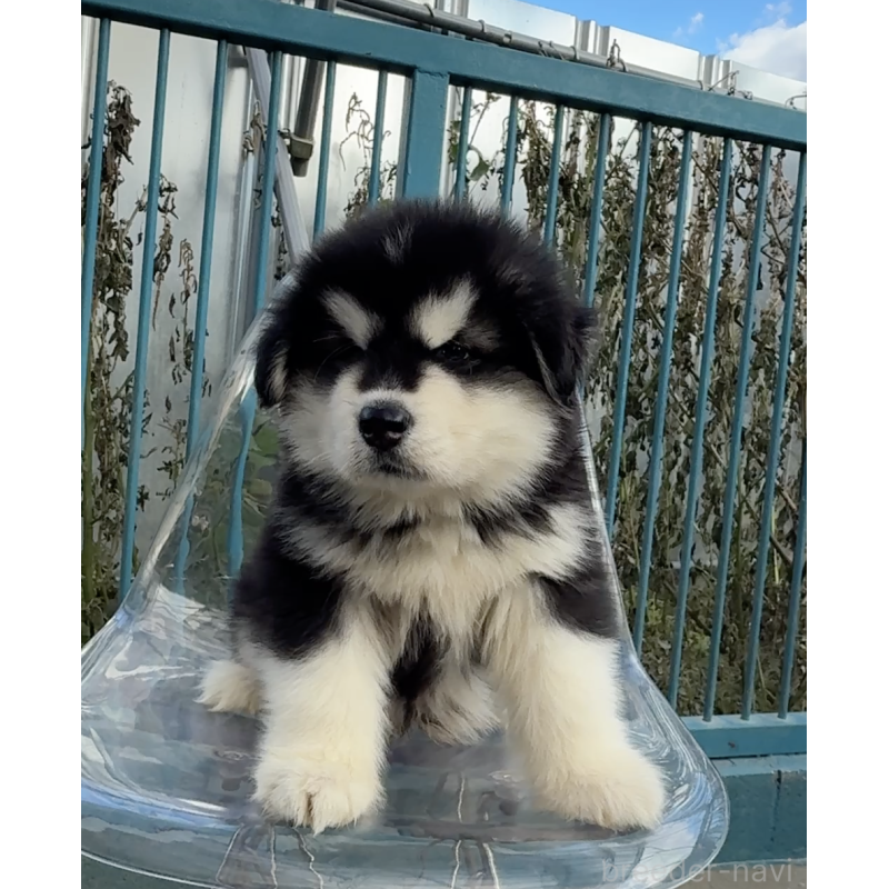 販売中の千葉県のアラスカンマラミュート-432771の7枚目