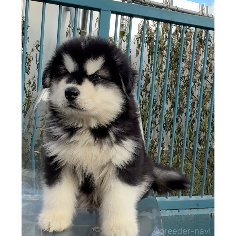 販売中の千葉県のアラスカンマラミュート-432771の6枚目