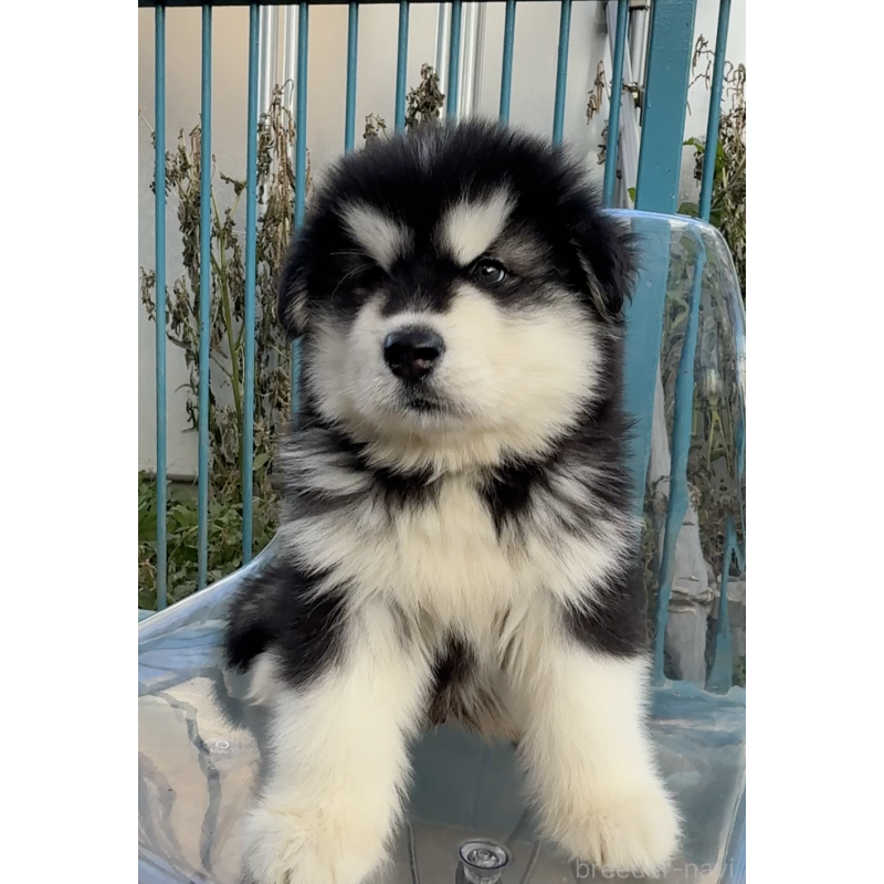 販売中の千葉県のアラスカンマラミュート-432771の5枚目