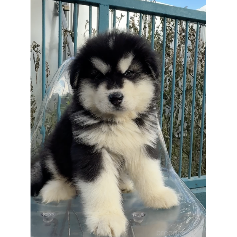 販売中の千葉県のアラスカンマラミュート-432771の4枚目