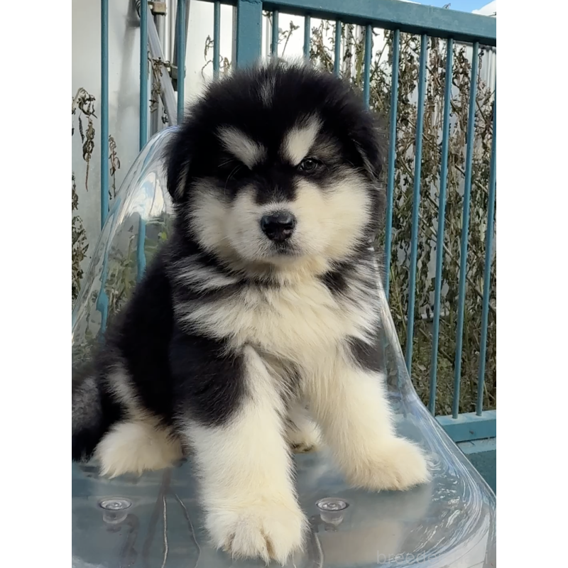 販売中の千葉県のアラスカンマラミュート-432771の2枚目