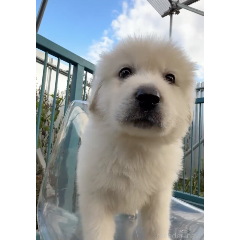 販売中の千葉県のミックス犬-432769の5枚目