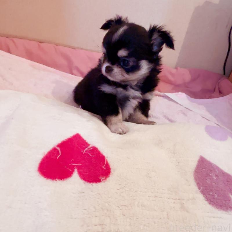 成約済の香川県のチワワ(ロングコート)-429830の8枚目