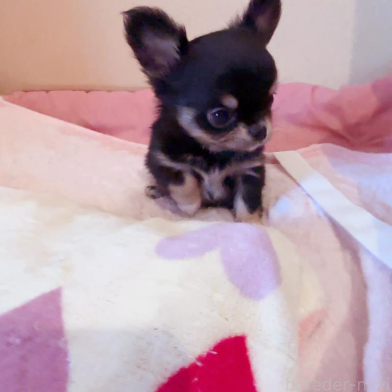 成約済の香川県のチワワ(ロングコート)-429833の5枚目