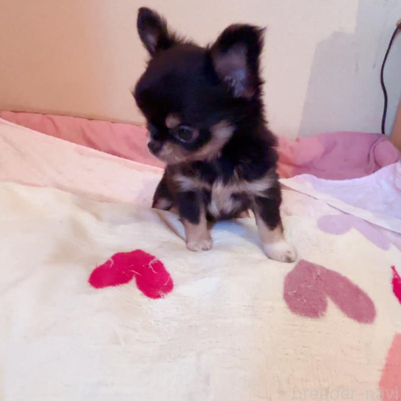 成約済の香川県のチワワ(ロングコート)-429833の4枚目