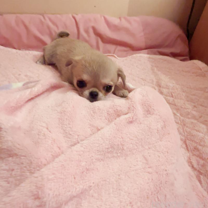 成約済の香川県のチワワ(スムースコート)-429835の5枚目