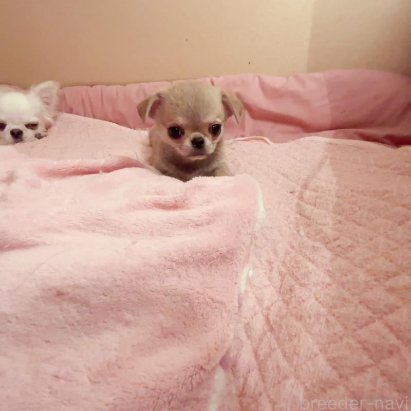 成約済の香川県のチワワ(スムースコート)-429835の4枚目