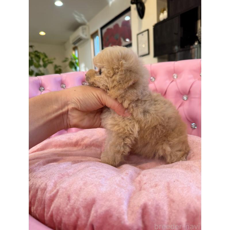 販売中の茨城県のティーカッププードル-432776の5枚目