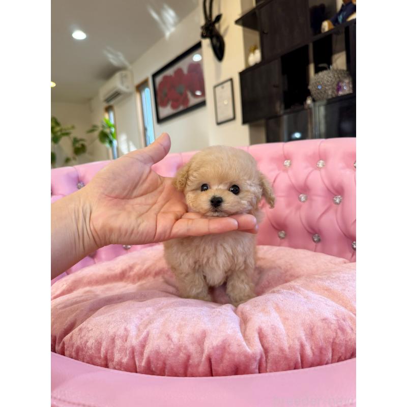 販売中の茨城県のティーカッププードル-432776の4枚目