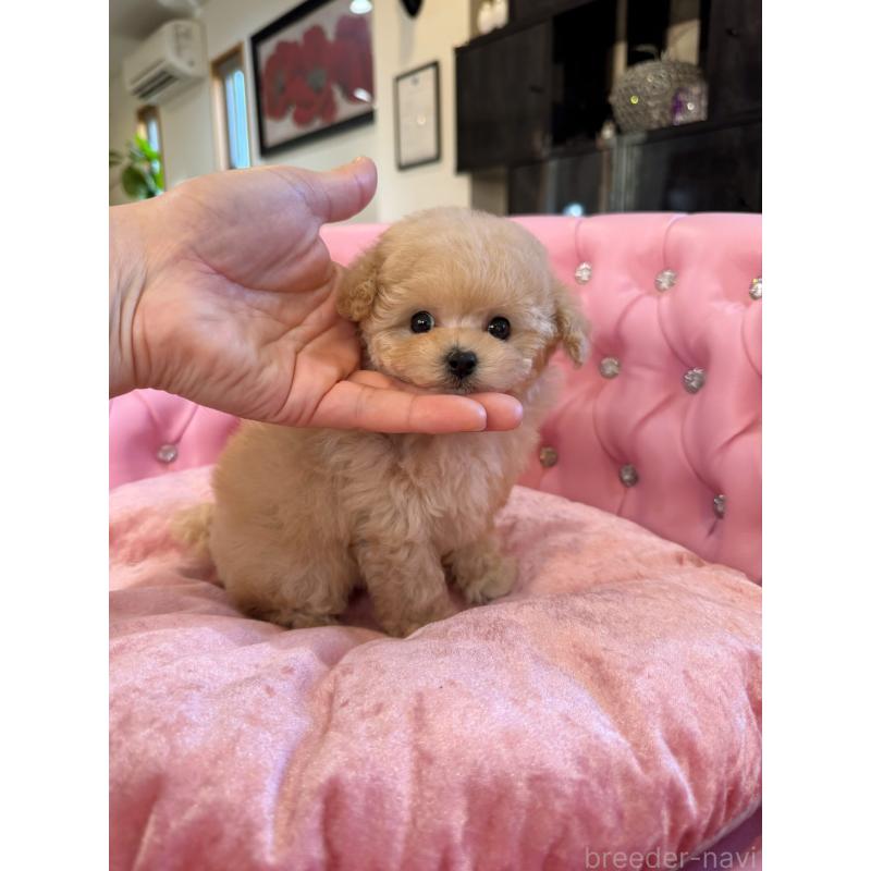 販売中の茨城県のティーカッププードル-432776の3枚目