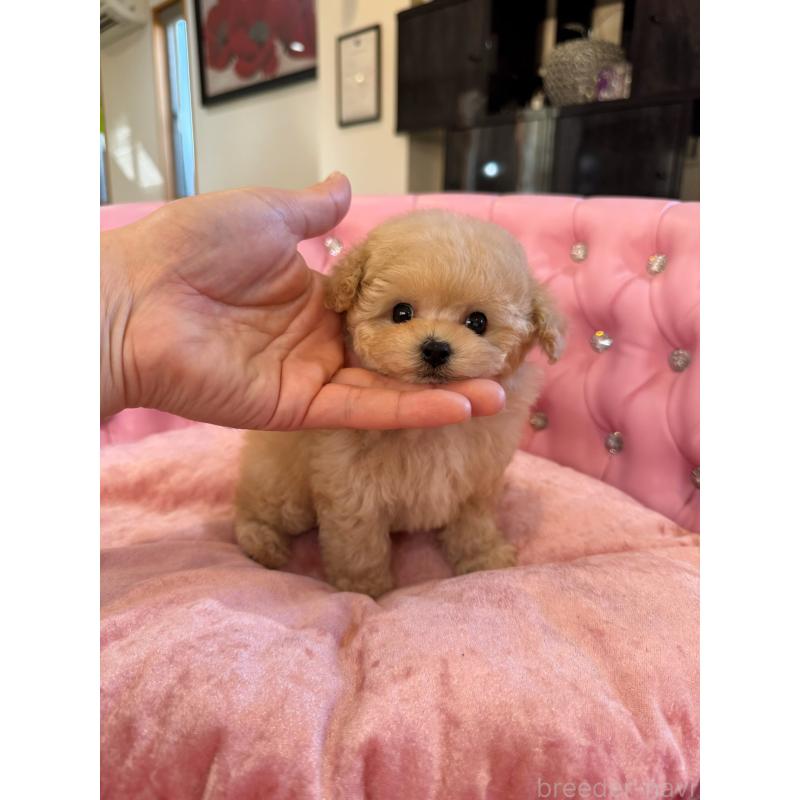 販売中の茨城県のティーカッププードル-432776の2枚目