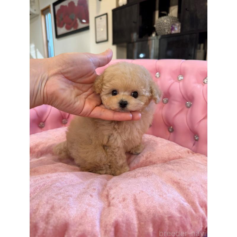 販売中の茨城県のティーカッププードル-432776