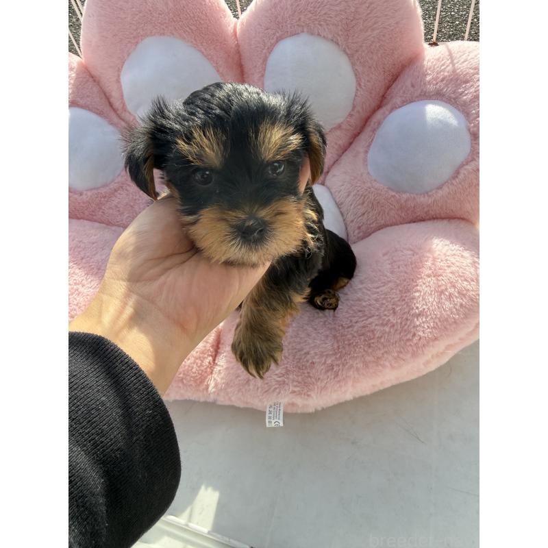販売中の岐阜県のヨークシャーテリア-428159の3枚目