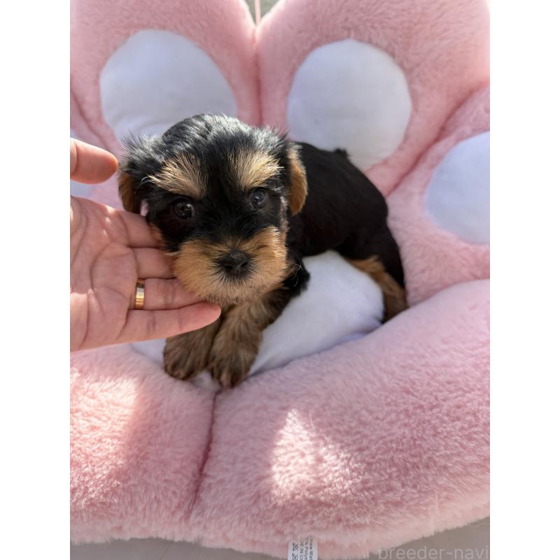 販売中の岐阜県のヨークシャーテリア-428159の2枚目