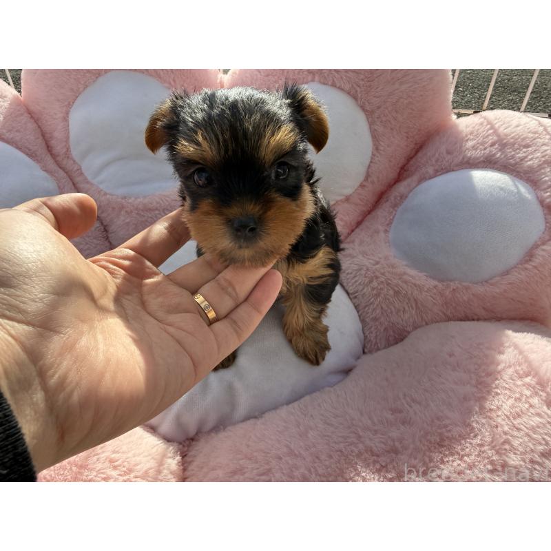 販売中の岐阜県のヨークシャーテリア-428153の3枚目
