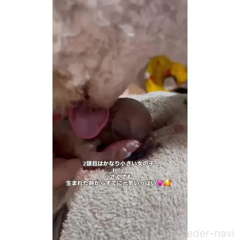 販売中の千葉県のティーカッププードル-432777の7枚目