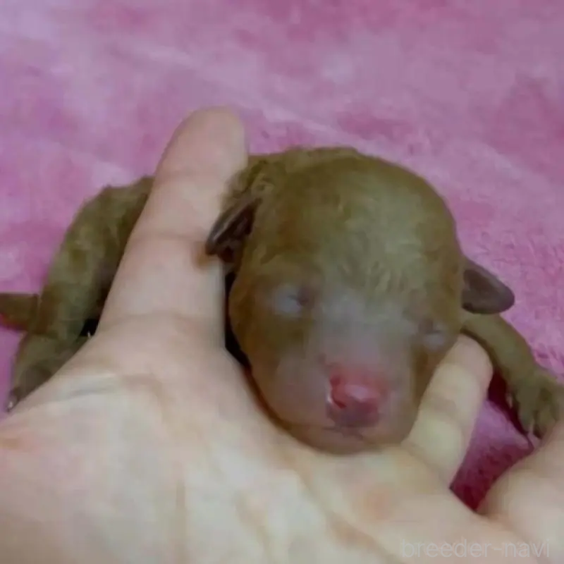 販売中の千葉県のティーカッププードル-432777の5枚目