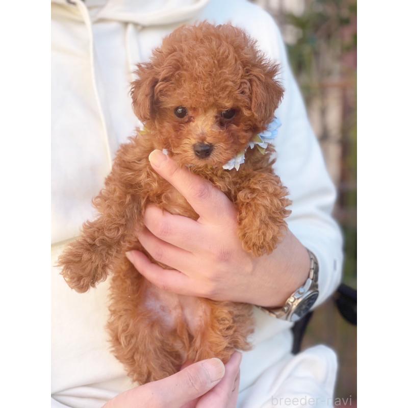 販売中の千葉県のティーカッププードル-432777の4枚目