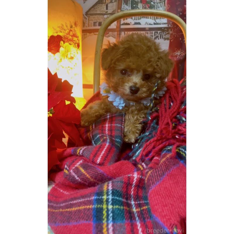 販売中の千葉県のティーカッププードル-432777の3枚目