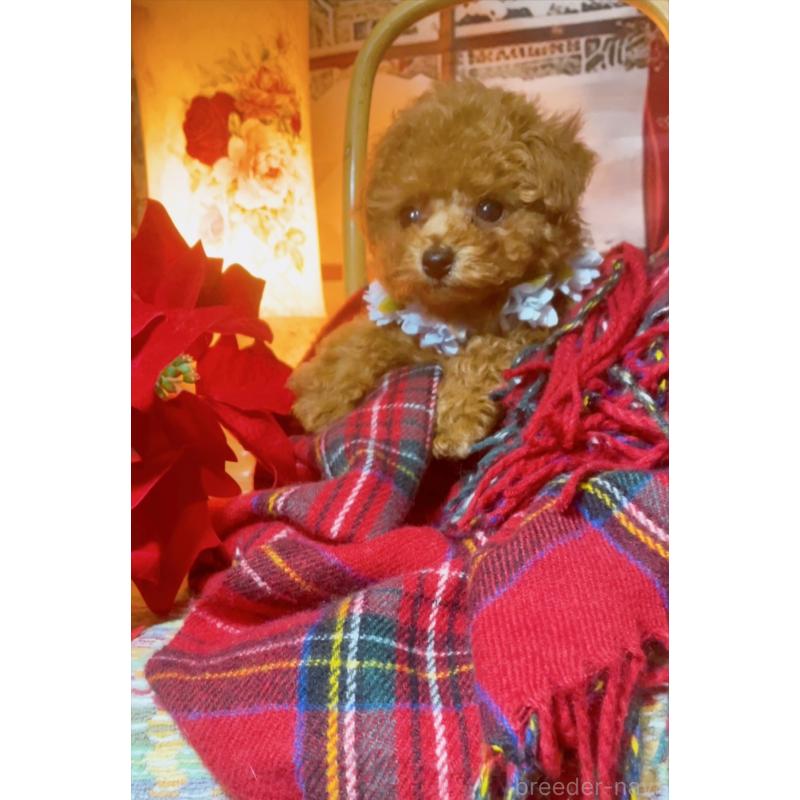 販売中の千葉県のティーカッププードル-432777の2枚目